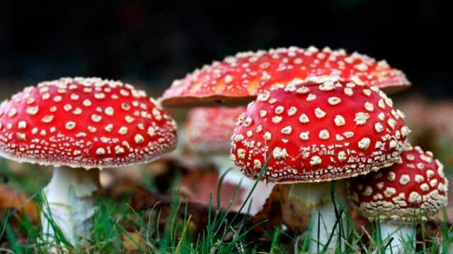 amanita_muscaria_musmire