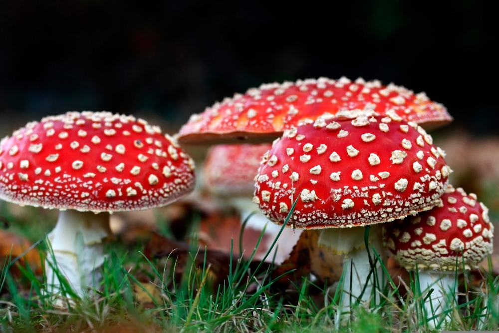 amanita_muscaria_musmire